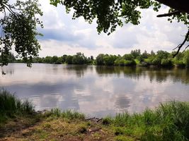 401 224 Sychrovský rybník - kontrola 10.6.22 (2).jpg